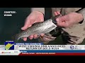 West Virginia DNR stocks 69 lakes with golden rainbow trout for Gold Rush