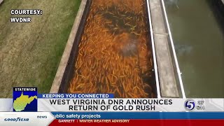West Virginia DNR stocks 69 lakes with golden rainbow trout for Gold Rush