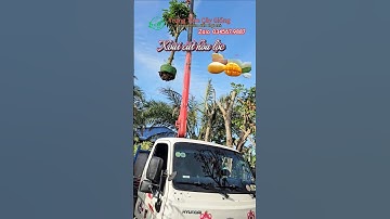 Xoài cát hòa lộc cây lỡ lớn đi về với chủ mới. #caycanh #xoaicathoaloc