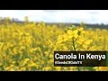Canola Farming - Seeds Of Gold TV Season 2 Episode 12