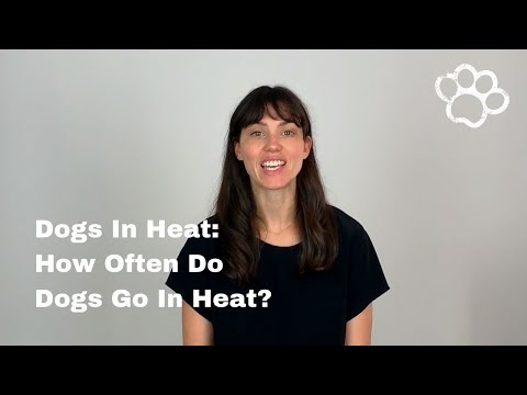 Video: Heat In Dogs: What Is It And How Does It Go