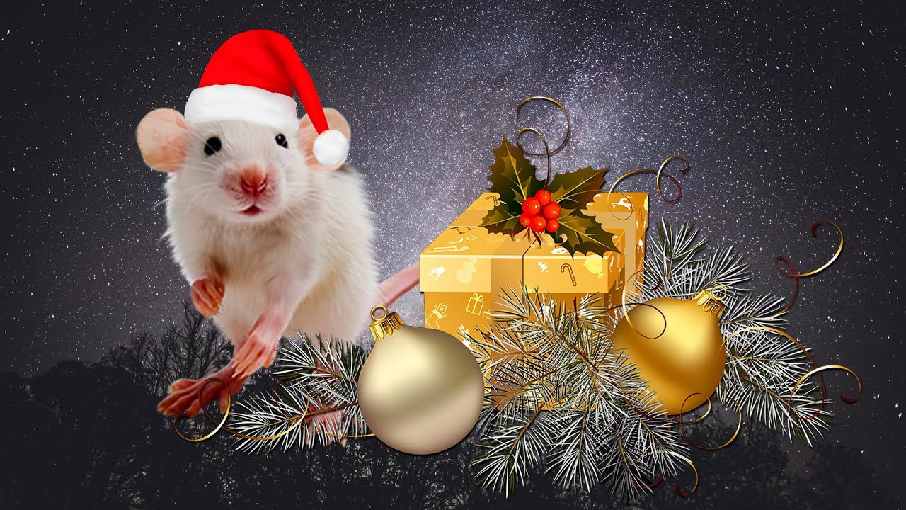 Новогодние Поздравления Исповедь Мышки