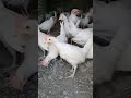 دجاج ميزو البياض او الليجهورن  دندنها