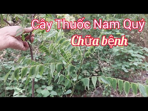 Video Những Cây Thuốc Nam Quý Chữa bệnh - youtube