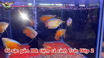 Cá sặc gấm 1x tiệm cá cảnh Trần Diệp 2