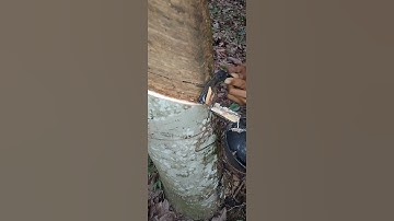 Natural rubber tapping 🌳😍 || #shortvideo #rubberfarming #rubbertree #satisfying #nature #rubber