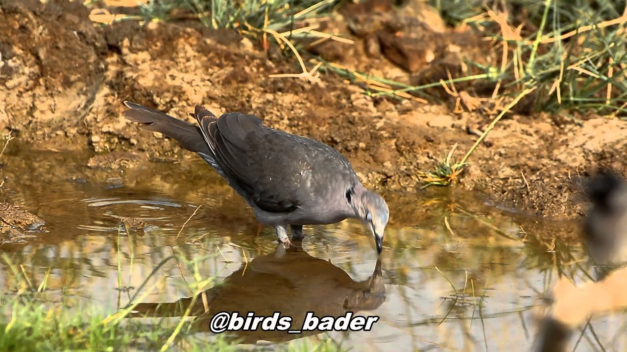Red eyed Dove & يمام أحمر العين & nikon d4s & birds 