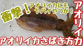 イカのアニサキスの見つけ方 字幕解説 Youtube イカのアニサキスの見つけ方 字幕解説 Youtube