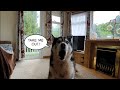 Funny dog Shouts at me until I agree to take him out