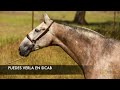 Sicab 2021  seleccin premium horses
