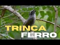 TRINCA-FERRO CANTANDO -  Ouça o Canto e Saiba Mais  [TRINCA-FERRO]