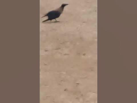Раненая Птица в руки не давалась - YouTube