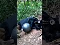 “When the monkeys team up and the balloon becomes a jump-scare weapon 💀🎈 #funny #comedy #jungle