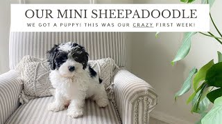 We Got a Puppy! | ADORABLE Mini Sheepadoodle First Week Home