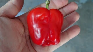 ⟹ Eğlen Pepper | Capsicum annuum | Pod Review