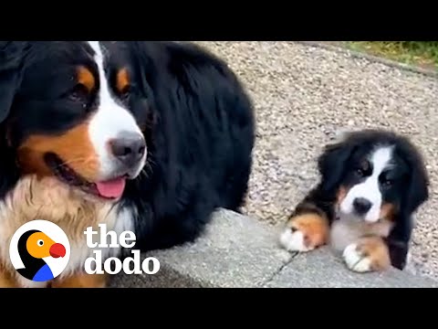 Video: Mano šuo neleisi žaislo, kurį jis pasiima
