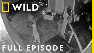 Bear vs. Golden Retriever: America's Funniest Home Videos (Full Episode) by Nat Geo WILD 11,102 views 11 days ago 44 minutes