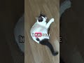 #catshorts #pisici #pisică #cat #pets #cats #funnycats #funnycat #funnycatvideos #pisicute