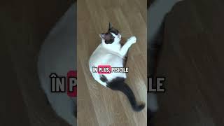 #catshorts #pisici #pisică #cat #pets #cats #funnycats #funnycat #funnycatvideos #pisicute