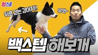 Do a dog's 'Backwards' ｜ Mung school with a dog trainer Kang Hyung wook