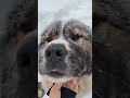 Кавказец на экстремальном холоде!!! #animal #dog #doglover