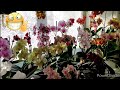 супер обзор орхидей в зале👍😍
