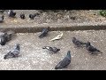 Попугай живёт среди голубей во дворе. Real video