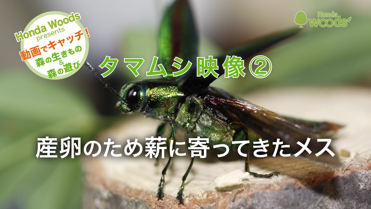 HondaWoods presents】動画でキャッチ！ 自然の大図鑑「タマムシの飛行