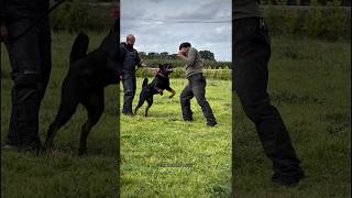 Pitbull vs Alabai #dog #dogs #shorts