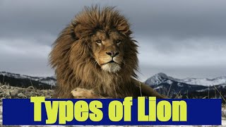 Different types of lions #lion #lions by I kiss Animal 3,514 views 1 year ago 3 minutes, 47 seconds