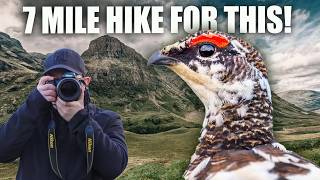 Scotland's Rarest Birds | Scottish Crossbill & Ptarmigan