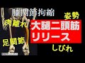 vol.32【膝関節】下肢と体幹をつなぐキーマッスル、大腿二頭筋‼