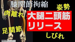 vol.32【膝関節】下肢と体幹をつなぐキーマッスル、大腿二頭筋‼