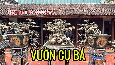 THĂM VƯỜN CỤ BÁ KIẾN - NGHỆ NHÂN BONSAI NỔI TIẾNG, CHIÊM NGƯỠNG SIÊU PHẨM LÁ MÓNG CỰC ĐẸP - MÃN NHÃN