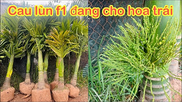 Nhận biết cau lùn f1 đơn giản khi đi mua hàng