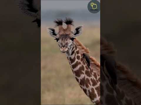 تعرف على نقار الماشية هل تعلم حيوانات ثقافة معلومات متع عقلك