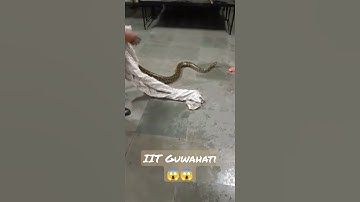 Python in the IIT 😱😱#shorts #python #viral
