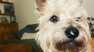 Cairn Terrier being rubbish at barking