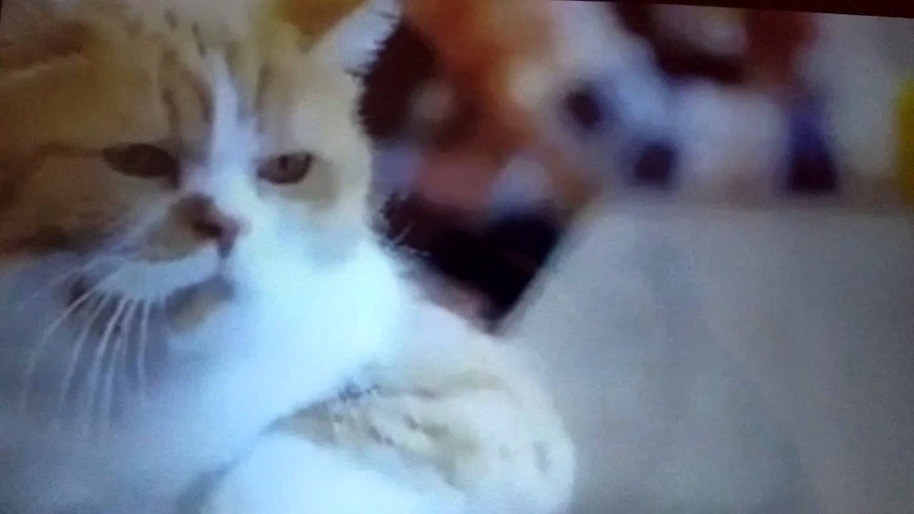Life is hard . upset cat - YouTube