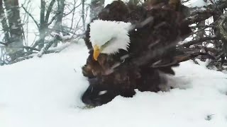 Decorah North Nest | Snowing in the Valley, DNF keeps her eggs warm time-lapse + slo-mo ~ 2-21-2021