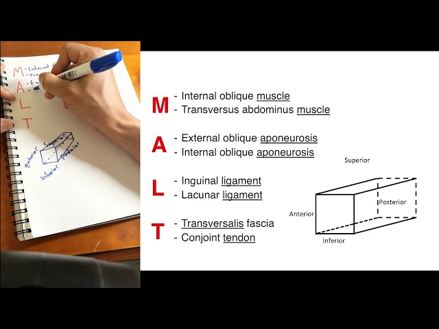 Inguinal Canal – Surgical Notes