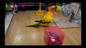 Những con vẹt hài hước nhất quả đất f5 !..😂😂