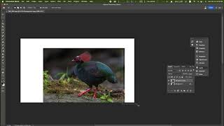 create your own compositions with Photoshop Beta
