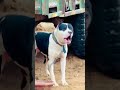 on sell Contact 9306665969 #pitbull