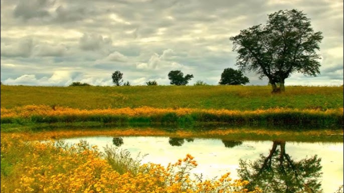 Joja sikishdan qichqiradi