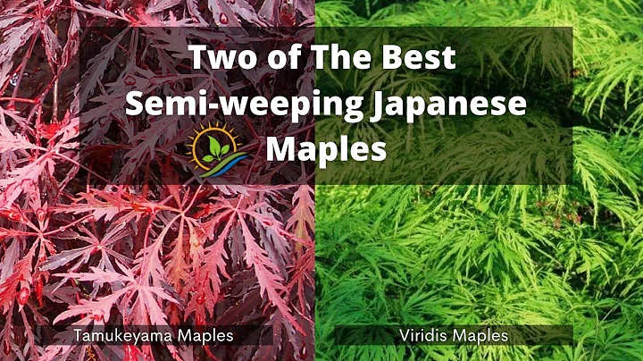 Two of the Best Semi-weeping Japanese Maples |  Ta...