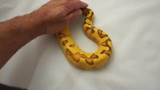Super OD YB Enchi Vanilla