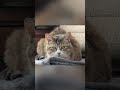 可愛いはなちゃん😺 #ねこのいる暮らし #はなちゃん #cat #cute