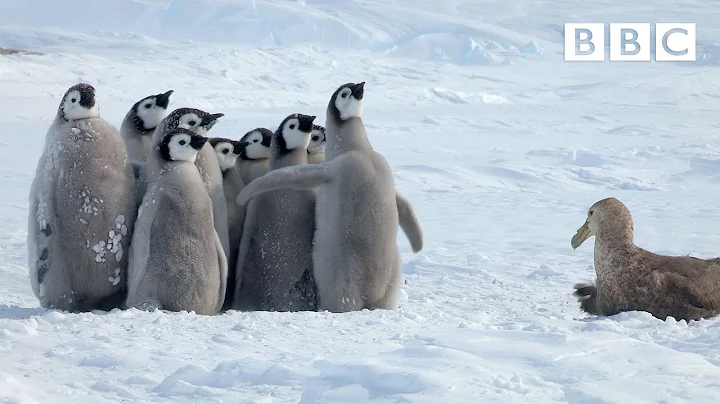 Penguin chicks rescued by unlikely hero | Spy in the Snow - BBC - DayDayNews