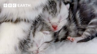 Cat Mum Feeds Her Newborn Kittens | Wonderful World Of Puppies | Bbc Earth